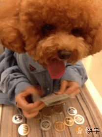 Dogs help counting money