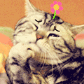 18 I know you’re being cute! cat emoticons for twitter