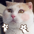 19 Meow star people free happy emoticons