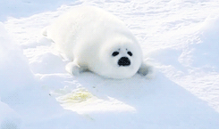 8 White seal emoji gifs chat download