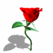 8 Sexy roses (Gif Emoji free download) iPhone Android Emoticons Animoji